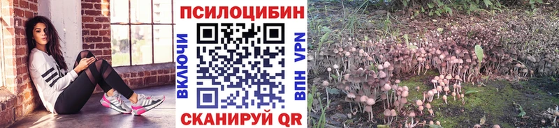 omg как зайти  что такое   Пятигорск  Псилоцибиновые грибы мухоморы 